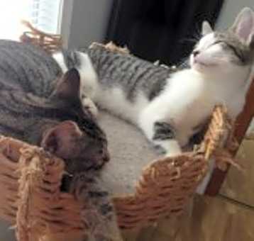 Photo of Abby & Andy/ BONDED PAIR