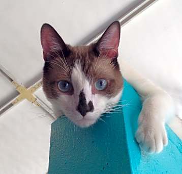 Photo of Choccy
