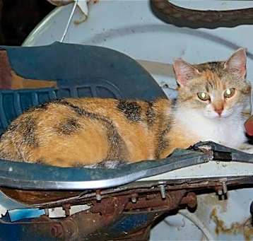 Photo of Barn Cats