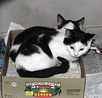 Photo of Spot & Leo