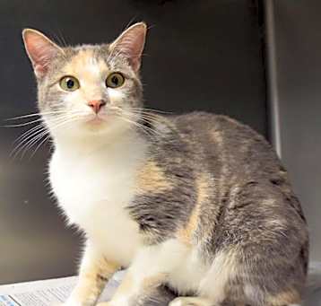 Photo of Dulce