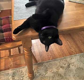 Photo of OZZY very social lap cat