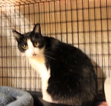 Photo of Oreo