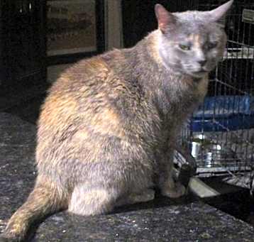Photo of Sioux