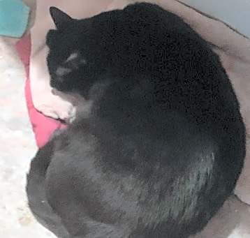 Photo of Bob
