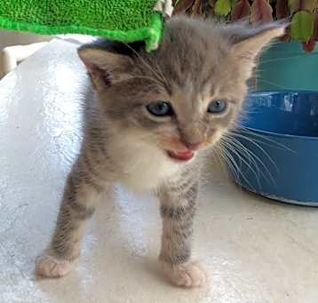 Photo of Smokey