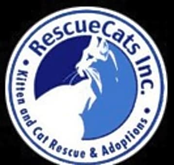 Photo of Help support our FeLV Kitties