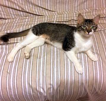 Photo of Sox