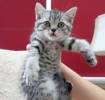 Photo of British shorthair