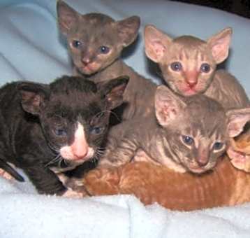 Photo of Cornish Rex