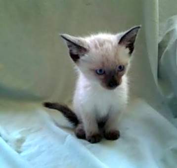 Photo of Siamese