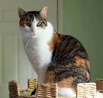Photo of Molly/affectionate, funny