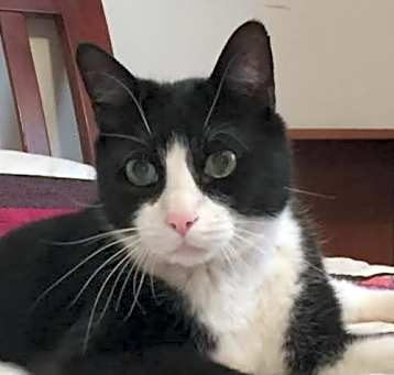 Photo of Chester