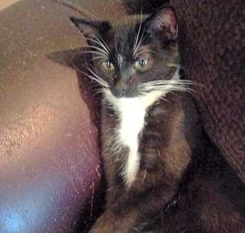 Photo of Jazzy
