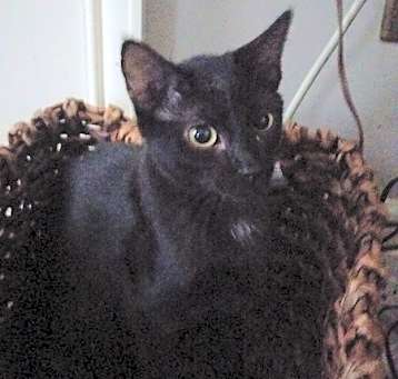 Photo of Sparky