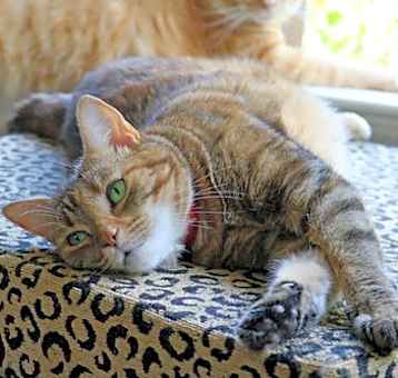 Photo of Savannah