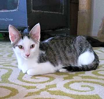 Photo of Jazz