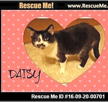 Photo of Daisy