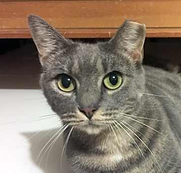 Photo of SHELBY- Loving Sweatheart