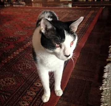 Photo of Rambo