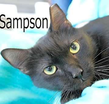 Photo of Sampson