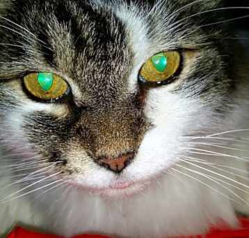 Photo of Gizmo