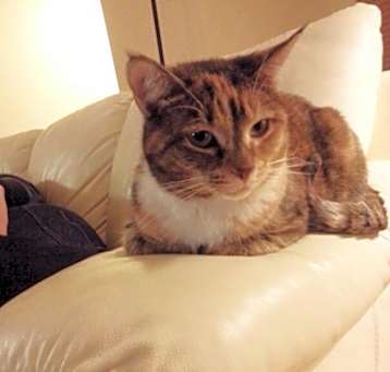 Photo of Ophelia