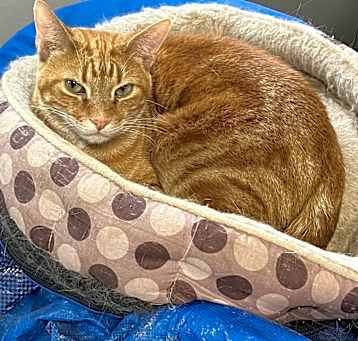 Photo of Rusty