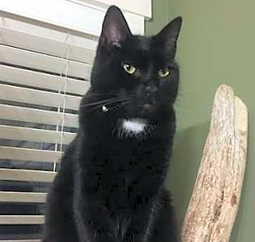 Photo of Pax The Purring Machine