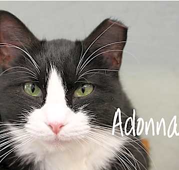 Photo of Adonna