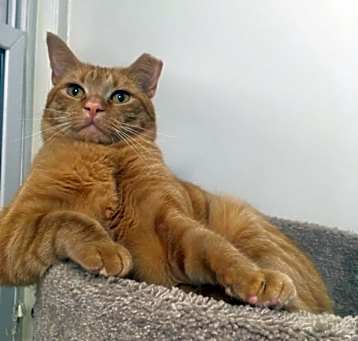 Photo of Garfield/dog alike personality