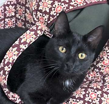 Photo of Phoebe