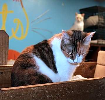 Photo of Callie