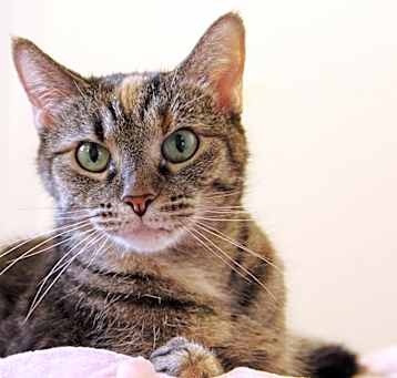 Photo of Shimmy