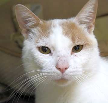 Photo of St. Purrtrick