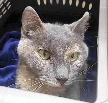 Photo of Lucky