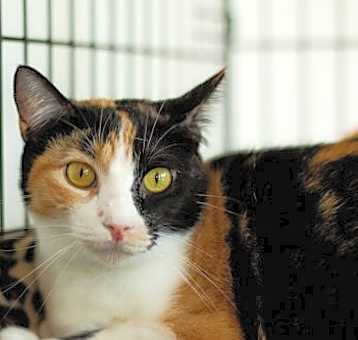 Photo of Trisket