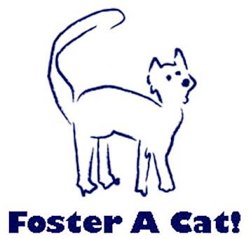 Photo of Foster A Cat