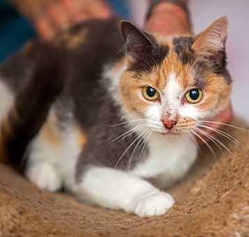 Photo of Calypso