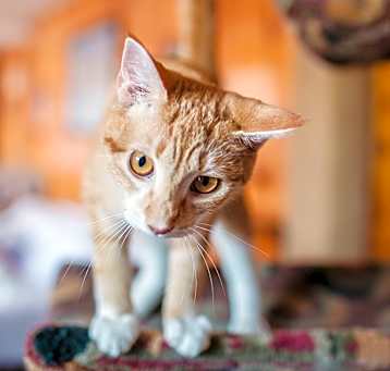 Photo of Butterscotch