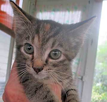 Photo of Charmer