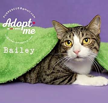 Photo of Bailey