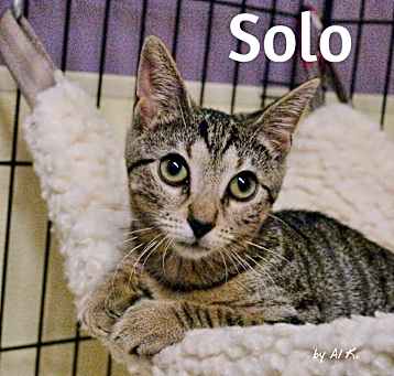 Photo of Solo