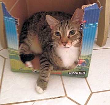 Photo of Izzy