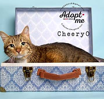 Photo of Cheery O