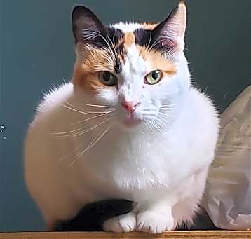 Photo of Freya