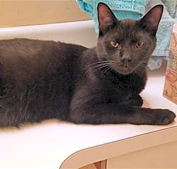 Photo of Indigo