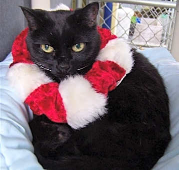 Photo of Collette