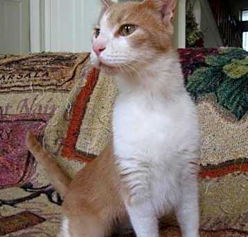 Photo of Sully
