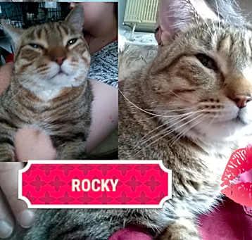 Photo of Rocky